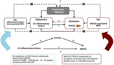 Genetically predicted serum ferritin mediates the association between inflammatory cytokines and non-alcoholic fatty liver disease